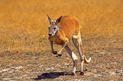 RED KANGAROO (macropus rufus), ADULT STANDING ON HIND LEGS, AUSTRALIA