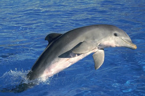 Bottlenose Dolphin (tursiops truncatus), Adult Jumping
