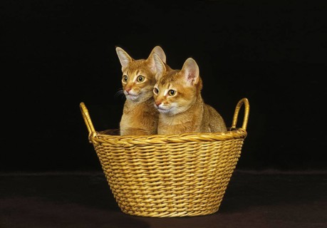 Red Abyssinian Domestic Cat, Kittens in Basket against Black Background