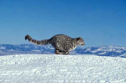 Snow Leopard or Ounce, uncia uncia, Adult running on Snow