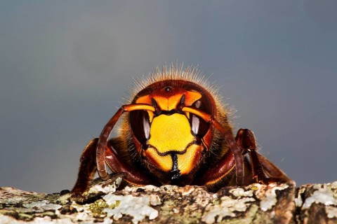 Hornet, vespa crabo, Adult, Normandy