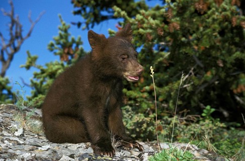 AMERICAN BLACK BEAR (ursus americanus), CUB STANDING ON ROCK, CANADA