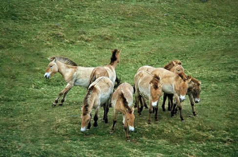 Przewalski Horse, Herd