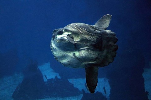 Sunfish (mola mola), Adult