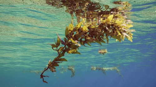 Close up of fragments of Seaweed Brown (Sargassum) drifting on water surface on daytime in bright