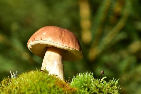 King bolete (Boletus edulis) growing on a moss cushion in autumn, Hunsrück, Rhineland-Palatinate,