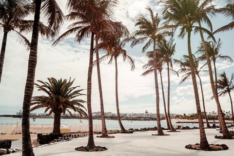 Palm trees by Las Cucharas beach in a resort town called Costa Teguise in Lanzarote, Canary Island,