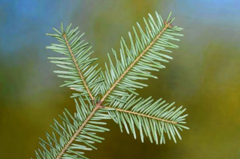 European silver fir (Abies alba), needles, branch