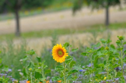 Sunflower (Helianthus annuus), single sunflower in the (phacelia) field, lacy phacelia (Phacelia