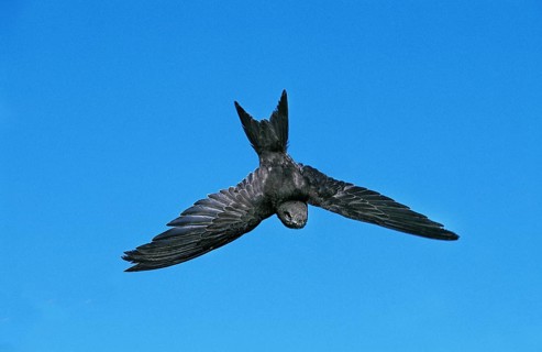 Common swift (apus apus), adult in flight against blue sky