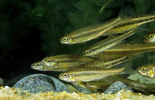 Minnow, Common minnows (phoxinus phoxinus), Minnows, Minnows, Common minnows, Minnows, Pills,