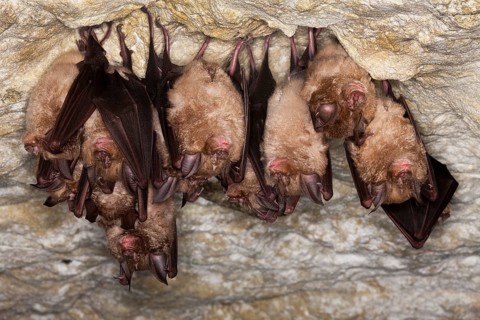 Greater Horsehoe Bat (rhinolophus ferrumequinum), Colony Hibernating in a Cave, Normandy