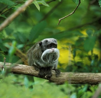 Emperortamarin (saguinus imperator), adult on branch