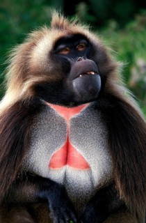 GELADA BABOON (theropithecus gelada), PORTRAIT OF MALE