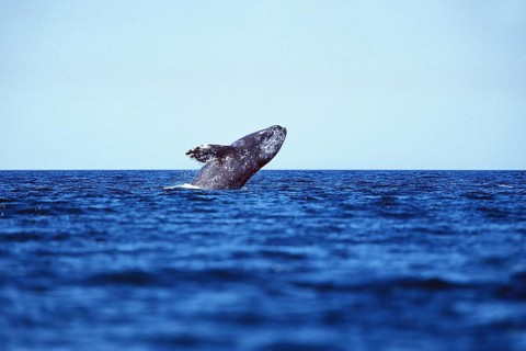 Gray whale (eschrichtius robustus), ADULT, BAJA CALIFORNIA IN MEXICO