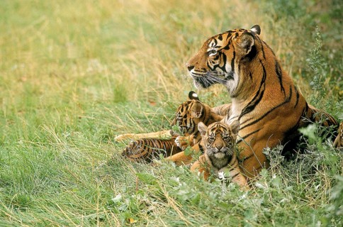 Sumatran tiger (panthera tigris sumatrae), mother with young
