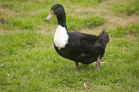 Duclair domestic duck, a French breed from Normandy