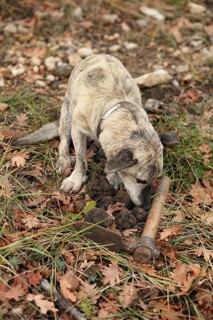 TRUFFLE DOG, TRUFFLE MOLLS, DROME IN SOUTHEAST OF FRANCE