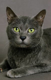 Portrait of the domestic cat Korat