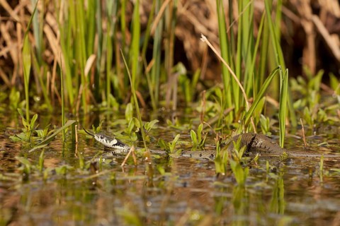Grass snake (Natrix natrix) Rhineland-Palatinate, Germany, Europe