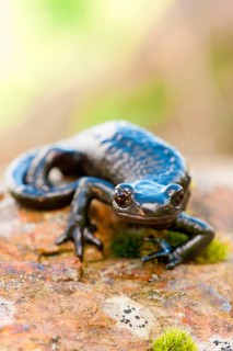 Alpine Salamander (Salamandra atra) Germany