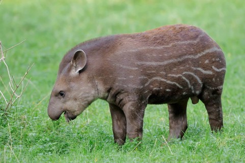 Lowland Tapir (Tapirus terrestris), young