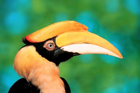 Greater Indian great hornbill (Buceros bicornis), female, side, profile
