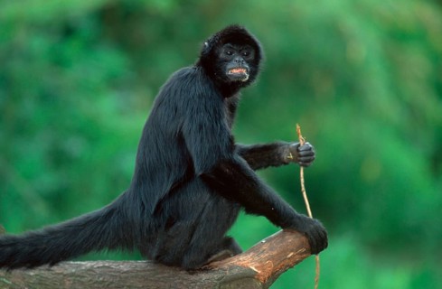 Black red-faced spider monkey (Ateles paniscus)