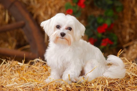 Maltese