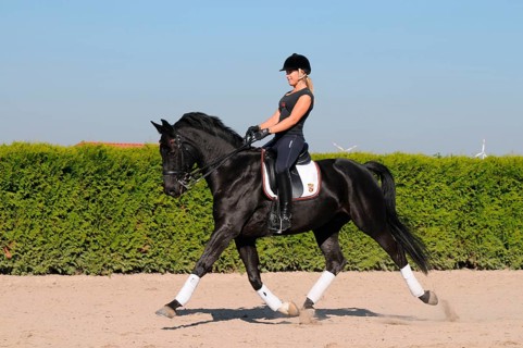Rider and Westfalian Warmblood, black horse, dressage training, trotting reinforcement, Westfalian