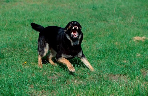 German Shepherd or Alsatian