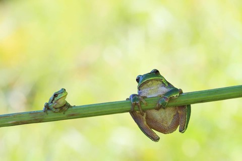 Two European Treefrogs (Hyla arborea) perched on a blade of grass, Tyrol, Austria, Europe