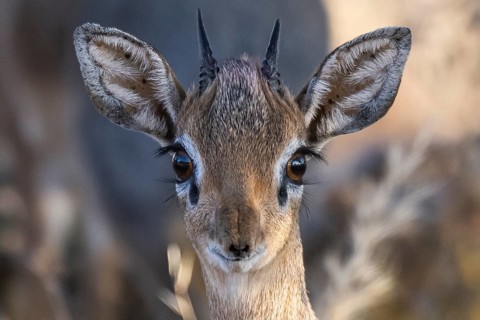 Damara Dik Dik or Kirk s Dik Dik (Madoqua kirkii), male, Onguma Private Game Reserve, Etosha,