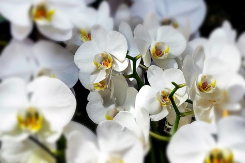 Butterfly orchid (Phalaenopsis hybrid), in a garden centre, Allgäu, Bavaria, Germany, Europe