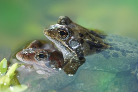 Two pairing common frogs in the pool