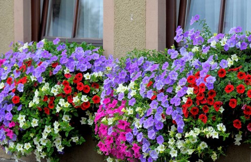 Baden-Württemberg, Black Forest Petunias at the window outside