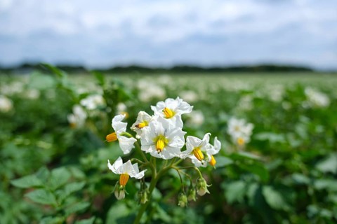 Potato field with flowers, close-up, Lower Rhine, North Rhine-Westphalia, Germany, Europe