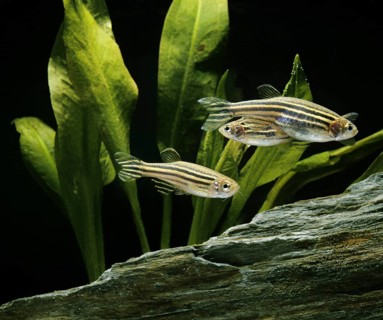 Zebrafish (brachydanio rerio) (Brachydanio rerio), Zebrafish, Animals, Other animals, Fishes,