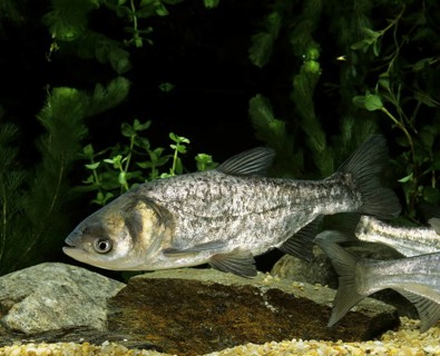 Silver Carp (hypophthalmichthys molitrix)