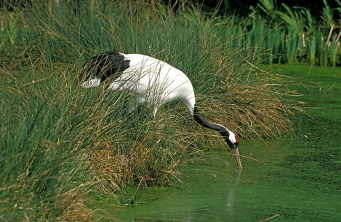 JAPANESE red-crowned crane (grus japonensis), ADULT drinking at the pond