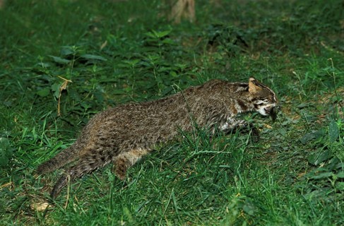 Leopard cat (prionailurus bengalensis), adult with fish in mouth