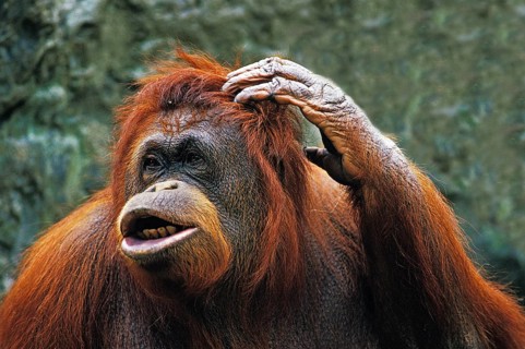 ORANG bornean orangutan (pongo pygmaeus), FEMALE CROWHEAD