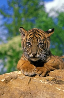 Sumatran Tiger (panthera tigris sumatrae), Cub on Rock