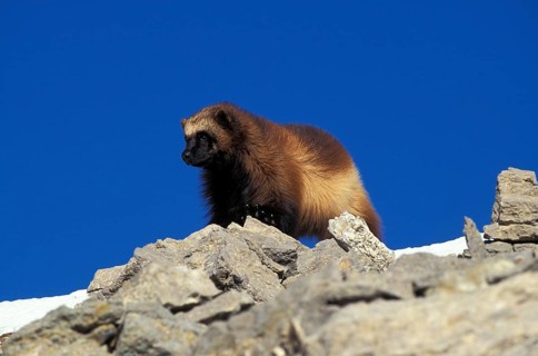 NORTH AMERICAN WOLVERINE (gulo gulo) luscus, ADULT ON ROCK, CANADA