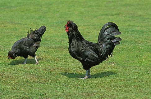 Crevecoeur domestic fowl, a French breed from Normandy, cock with hen