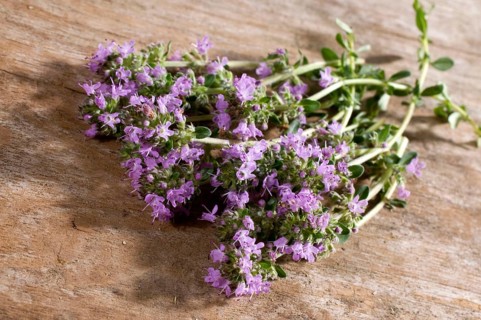 Wild thyme (Thymus serpyllum), Creeping thyme