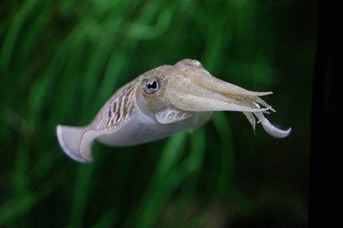 Cuttlefish, sepia sp