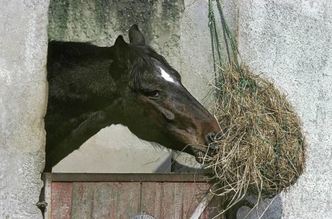 Horse in Loose box eating Hay