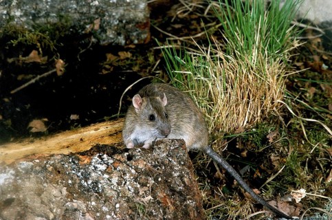 BROWN RAT (rattus norvegicus)