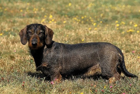 WIRE-HAIRED DACHSHUND, ADULT STANDING ON GRASS